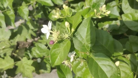 Picking White Jasmine in The Garden Stock Footage 288169917