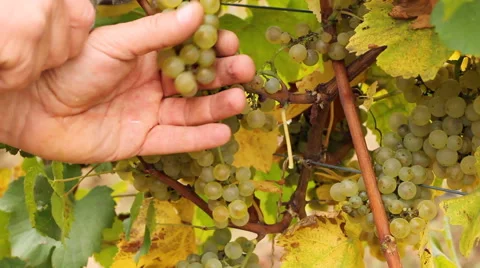 Picking white wine grapes Stock Footage 41592255