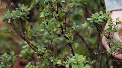 Picking wild berries by hand Stock Footage 201602062