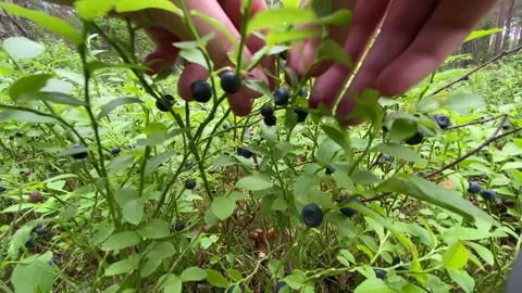 Picking wild bilberries Stock Footage 135068879