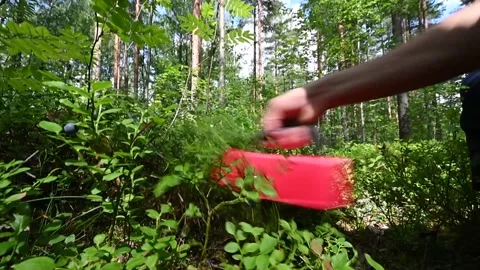 Picking wild blueberries in the forest. Stock Footage 246639107