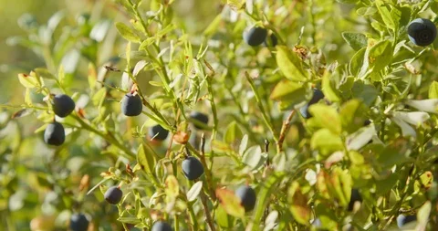 Picking wild blueberries in forest slow motion shot Stock Footage 113646782