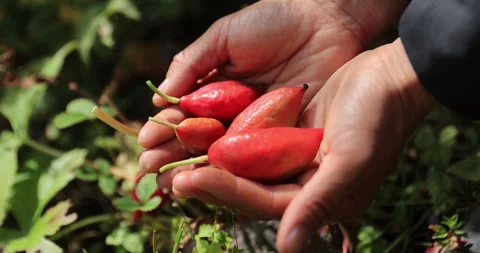 Picking wild fruit in forest of China Stock Footage 303275001
