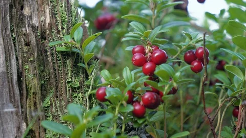 Picking wild lingonberries Stock Footage 100571121