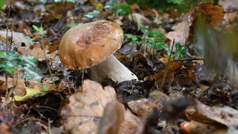 Picking Wild Mushroom Close Up Stock Footage 343254671