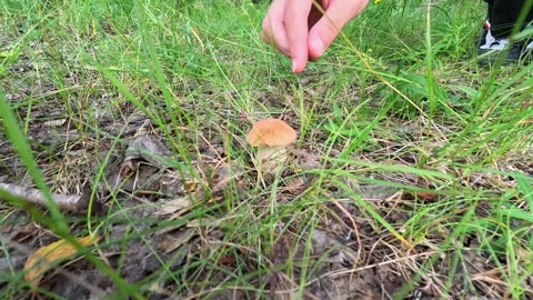 Picking wild mushroom from summer grass in natural daylight Stock Footage 314302122