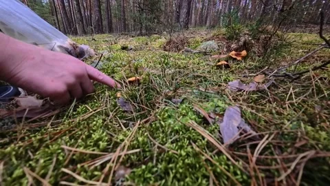 Picking Wild Orange Mushrooms on Pine Forest Floor, Notecka Forest Poland Stock Footage 345500055