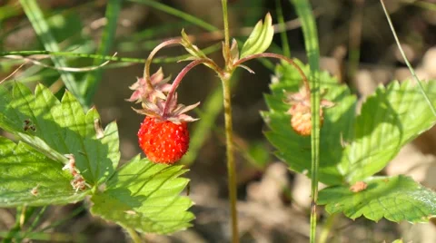 Picking wild strawberries 스톡 동영상 68076959