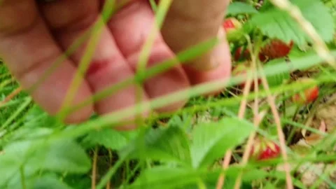 Picking wild strawberries Stock Footage 159113138