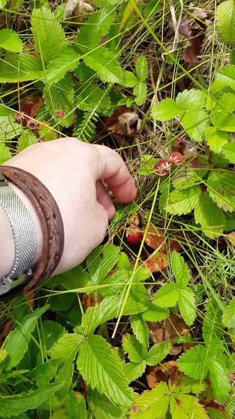 Picking wild strawberries Stock Footage 200958492