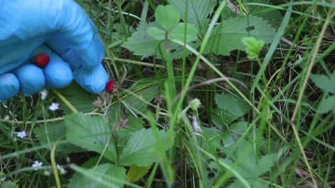 Picking Wild Strawberries in Nature Close-Up Stock Footage 337246737
