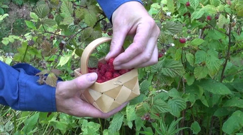 $picking wild strawberries in summer forest Stock Footage 45392641