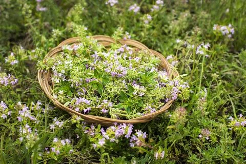Picking Wild thyme in garden Stock Photos