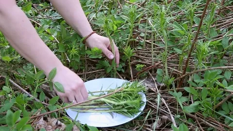 Picking willowherb or known as fireweed Chamaenerion angustifolium shroots. Stock-Footage 154209541