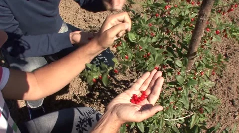 Picking wolfberry berries Vídeo Stock 42308247
