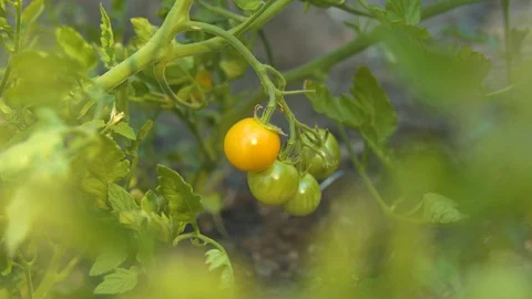 Picking a Yellow Cherry Tomato Off the Vine Stock Footage 93870725