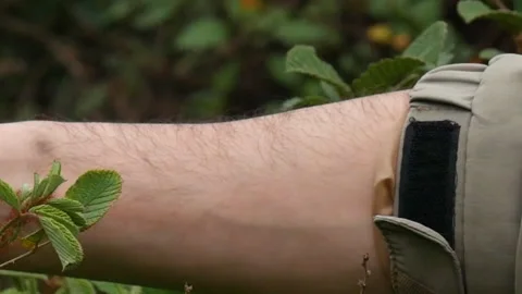 Picking yellow raspberry fruit or golden Himalayan raspberry Stock Footage 246664625