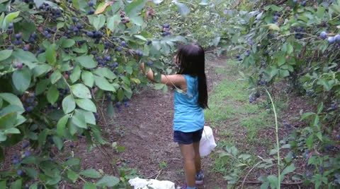 Picking yummy blueberries Video stock 22997599