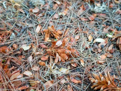 The pickings of a cone, nuts from which the squirrel ate Stock Photos