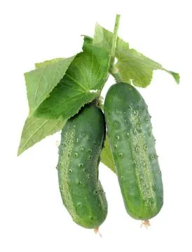 Pickle cucumber Stock Photos