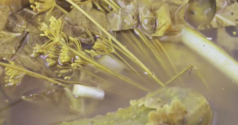 Pickle cucumbers with dill Stock Footage 130451296