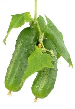 Pickle Stock Photos