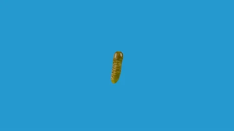 Pickle spinning around vertical in loop motion Stock Footage 142313127