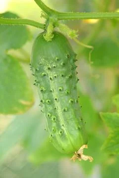 Pickle tree Stock Photos