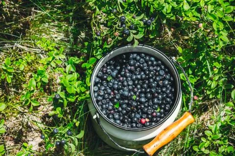 Pickled blueberries Stock Photos