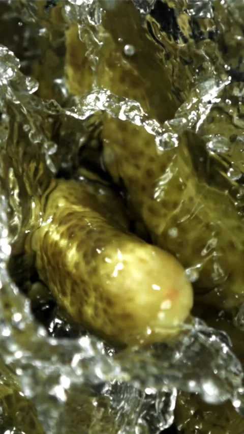 Pickled cucumbers fall with splashes. Filmed on a high-speed camera at 1000 fps Stock Footage 335361610