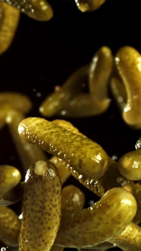 Pickled cucumbers fly up and fall down. Filmed on a high-speed camera at 1000 Stock Footage 335359977