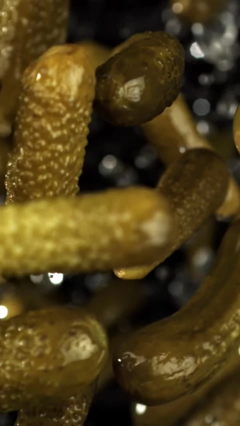 Pickled cucumbers fly and fall on a black background. Filmed on a high-speed Stock Footage 335379082