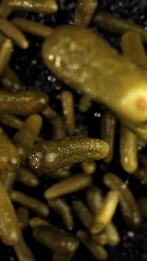 Pickled cucumbers fly and fall on a black background. Filmed on a high-speed Stock Footage 335379960