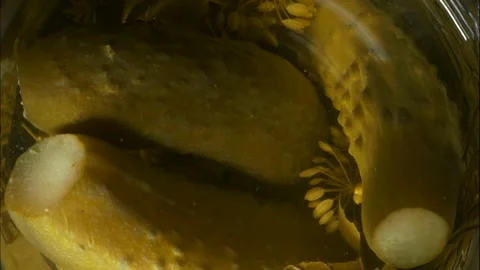 Pickled cucumbers Stock Footage 170184413