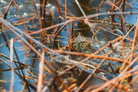 Pickled eggs from frogs on the surface of the pond. The fry floats on the sur Stock Photos