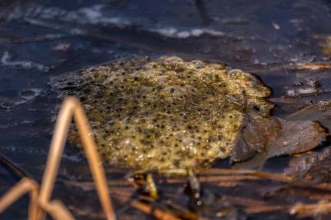 Pickled eggs from frogs on the surface of the pond. Stock Photos