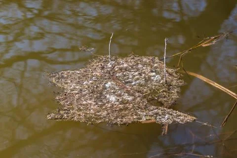 Pickled eggs from frogs on the surface of the pond. The fry floats on the s.. Stock Photos