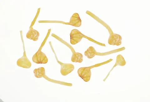 Pickled garlic. Fotos Stock