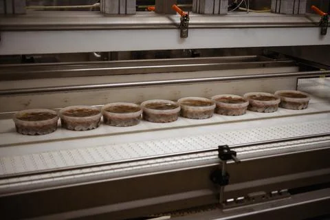 Pickled herring fillets in plastic cans on a conveyor belt. Stock Photos