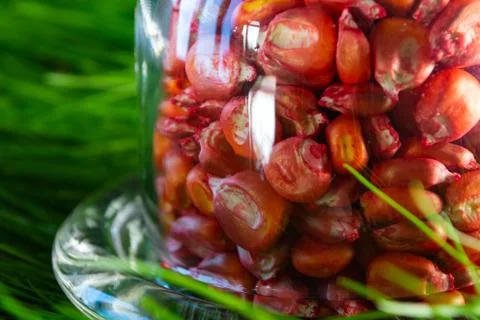 Pickled, red corn seeds for sowing in a vessel on a grass background Foto stock