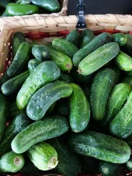 Pickling cucumbers displayed in basked in outdoor produce market vertical photo Stock Photos