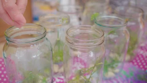 Pickling cucumbers. the process of placing cucumbers in jars. 스톡 동영상 245984404