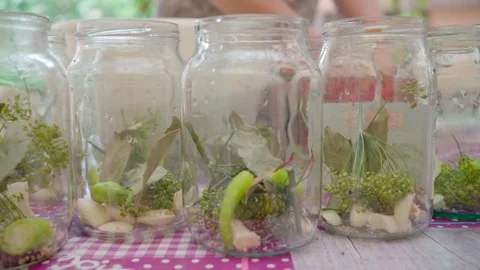 Pickling cucumbers. the process of placing cucumbers in jars. 스톡 동영상 245984424