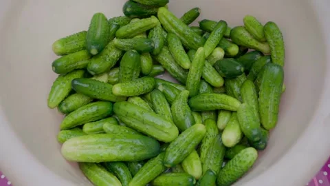 Pickling cucumbers. the process of placing cucumbers in jars. 스톡 동영상 245984492