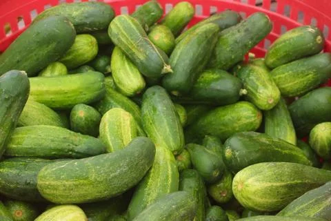 Pickling Cukes Stock Photos