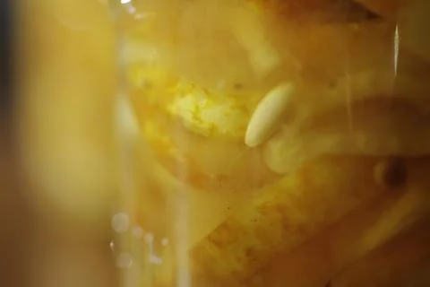 PICKLING LEMON CUCUMBERS Stock Photos