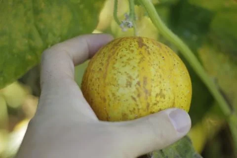 PICKLING LEMON CUCUMBERS Stock Photos