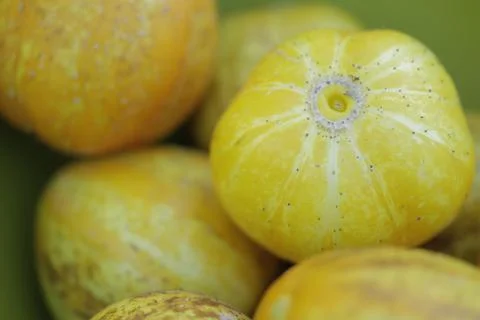 PICKLING LEMON CUCUMBERS Stock Photos