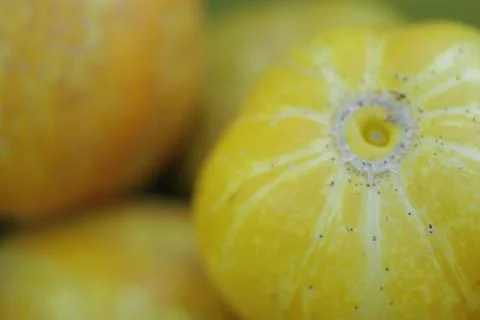 PICKLING LEMON CUCUMBERS Stock Photos