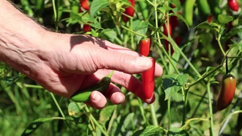 Pickling serrano peppers 스톡 동영상 320648786